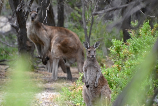 Zdjęcie z Australii - Znowu pojawiaja sie kangury - z tylu wielki samiec