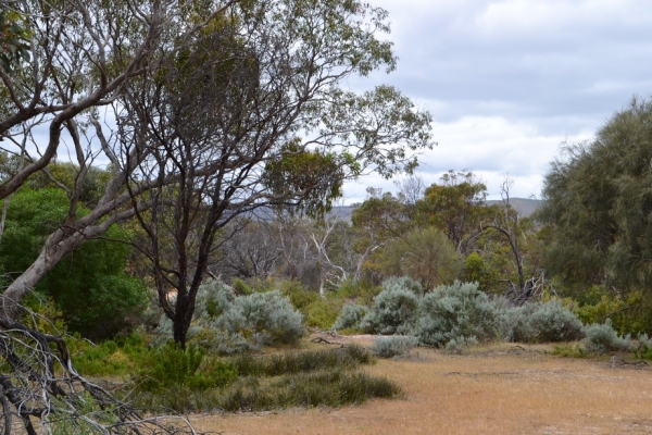 Zdjęcie z Australii - Rezerwat Aldinga Scrub - busz wydmowy