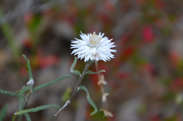 Zdjęcie z Australii - Kocanka satin everlasting