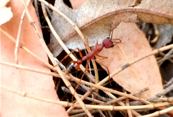 Zdjęcie z Australii - Wielka mrowka z rodziny myrmecia