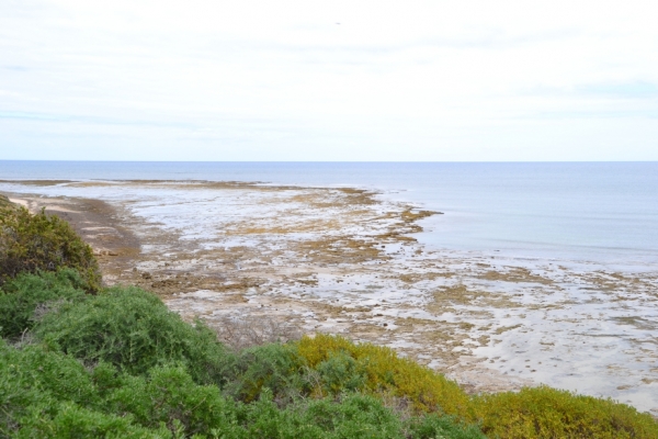 Zdjęcie z Australii - Plaza Aldinga Beach - odplyw odslonil podwodne skaly