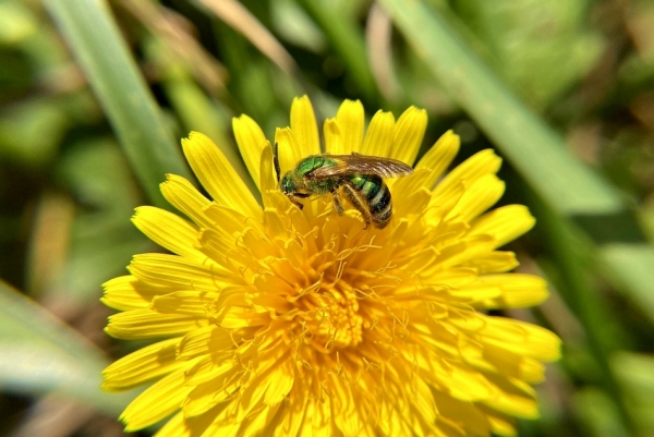 Zdjęcie z Australii - Fauna i flora w moim ogrodku