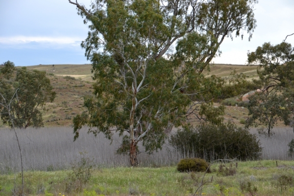 Zdjęcie z Australii - Suche sitowie wzloz strumienia Reedy Creek