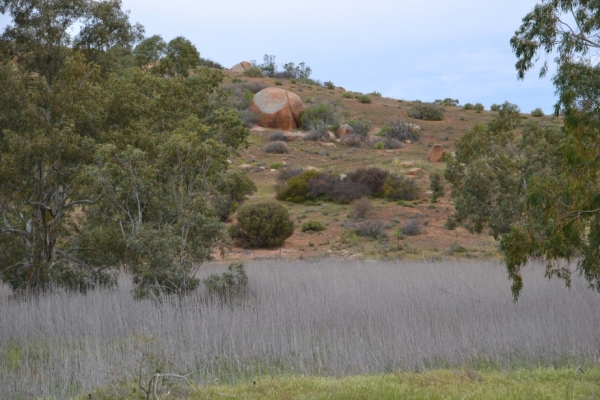 Zdjęcie z Australii - Suche sitowie wzloz strumienia Reedy Creek