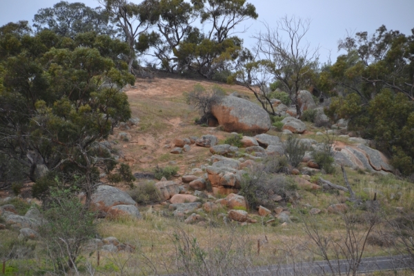 Zdjęcie z Australii - Okolice Mannum