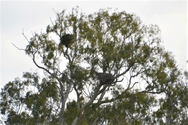 Zdjęcie z Australii - Wielkie gniazda kani zlotawych
