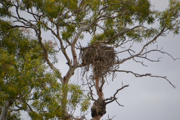 Zdjęcie z Australii - Tym razem gniazdo kani bylo duzo blizej