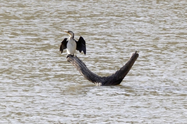 Zdjęcie z Australii - Kormoran srokaty suszy sobie skrzydla