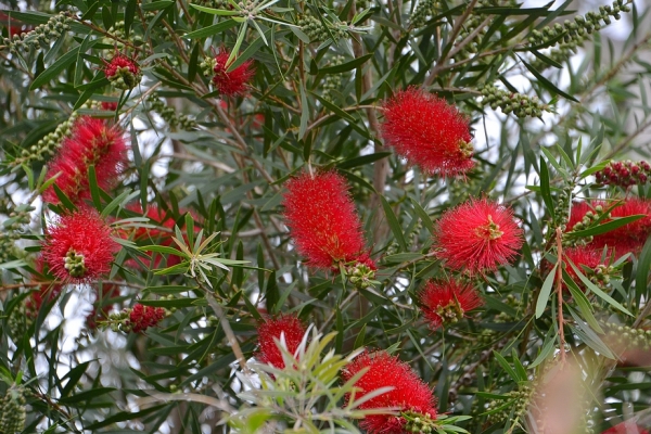 Zdjęcie z Australii - Zakwitly kufliki