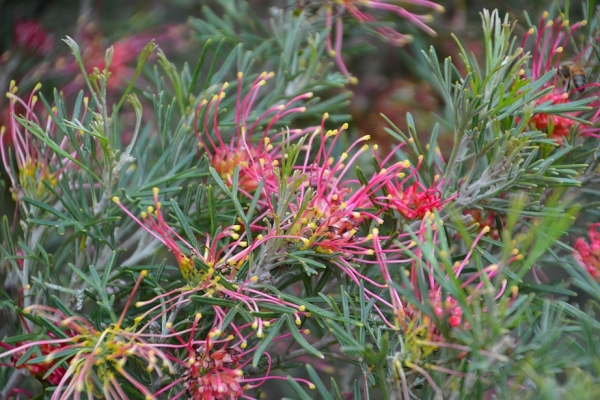Zdjęcie z Australii - Kwitnie grevillea