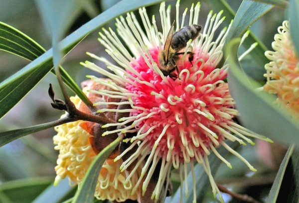 Zdjęcie z Australii - Fauna i flora