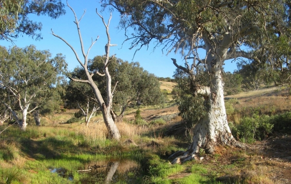Zdjęcie z Australii - W drodze do wodospadu Mannum Waterfalls