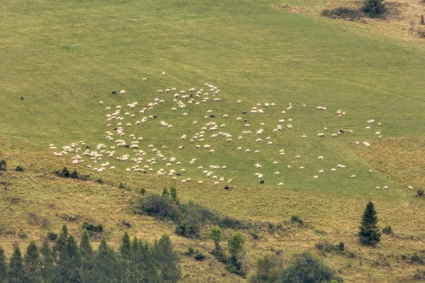 Zdjęcie z Polski - beee, bee...🐑🐑🐑