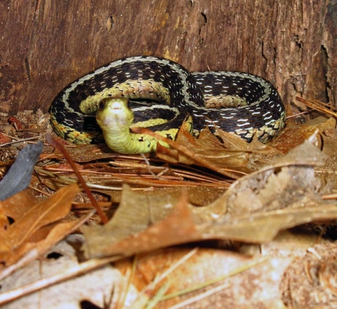 Zdjęcie z Kanady - Park Massasauga, Ontario