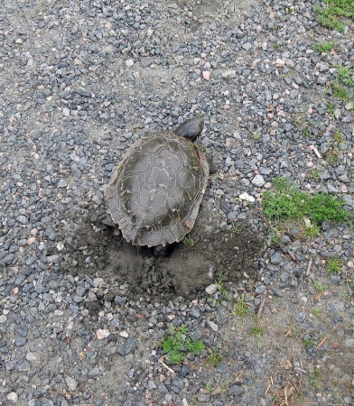 Zdjęcie z Kanady - Massasauga Park, Ontario