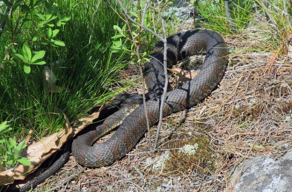 Zdjęcie z Kanady - Park Massasauga, Ontario