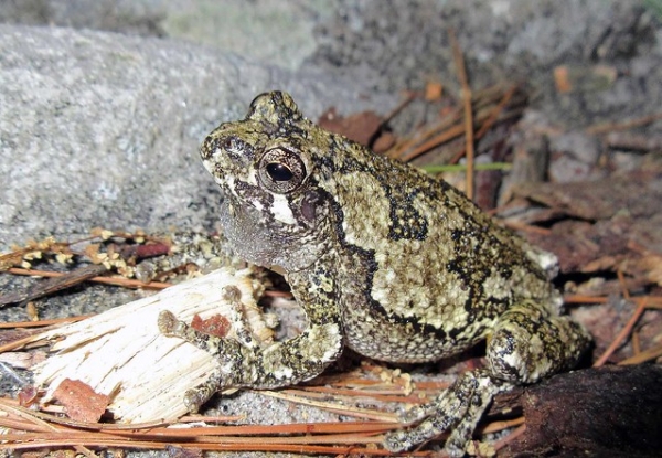 Zdjęcie z Kanady - Park Massasauga, Ontario