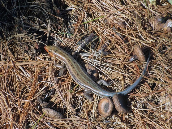 Zdjęcie z Kanady - Park Massasauga, Ontario