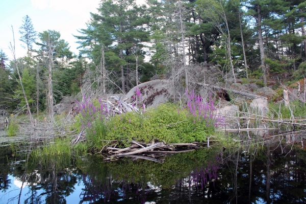 Zdjęcie z Kanady - Rzeka French River, Ontario