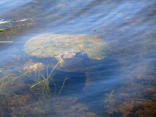 Zdjęcie z Kanady - Park French River, Ontario