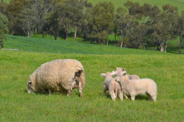 Zdjęcie z Australii - Rodzinka