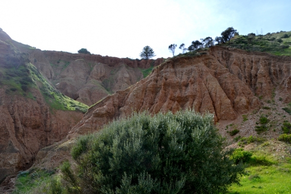 Zdjęcie z Australii - Cactus Canyon...