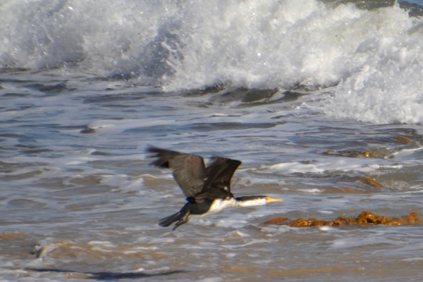 Zdjęcie z Australii - Sploszony kormoran srokaty