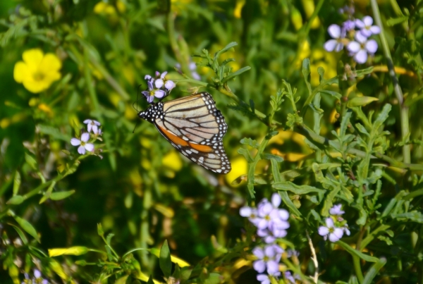 Zdjęcie z Australii - Tu tez motyl