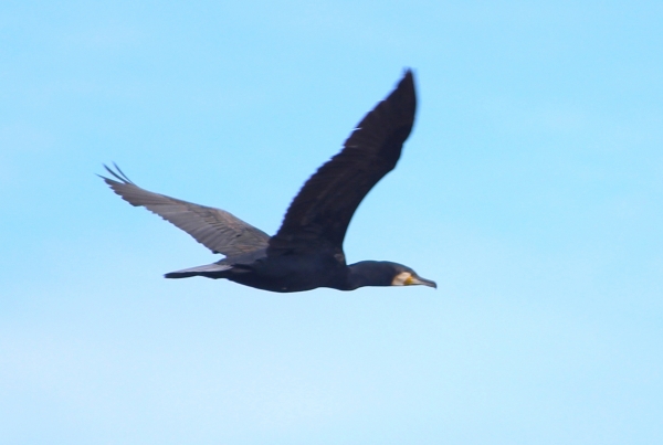 Zdjęcie z Australii - Leci kormoran zwyczajny