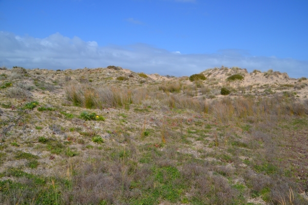 Zdjęcie z Australii - Rezerwat Moana Sands