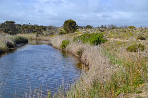 Zdjęcie z Australii - Nad strumieniem Pedler Creek