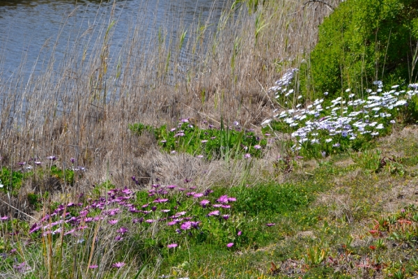 Zdjęcie z Australii - Nad strumieniem Pedler Creek