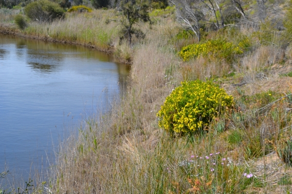 Zdjęcie z Australii - Nad strumieniem Pedler Creek