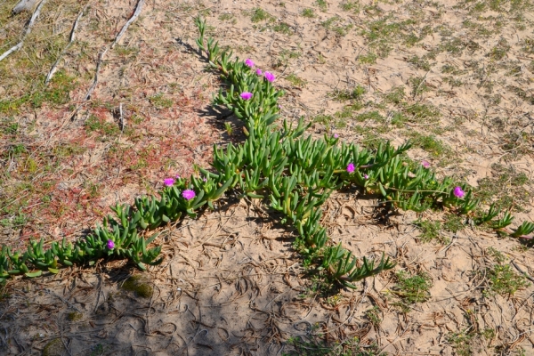Zdjęcie z Australii - Zakorzeniona roslina rozrasta sie we wszystkich kierunkach