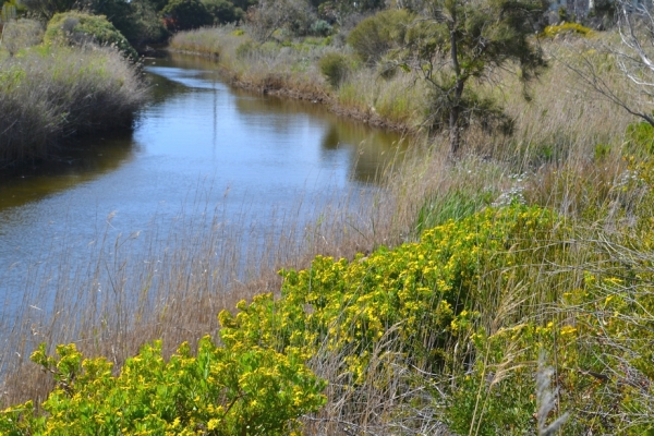 Zdjęcie z Australii - Nad strumieniem Pedler Creek