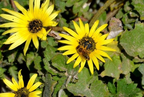 Zdjęcie z Australii - Fauna i flora