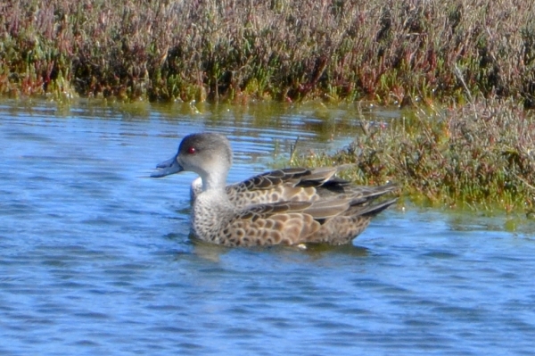 Zdjęcie z Australii - Para kaczek Grey Teal (Anas gracilis) - myslalem, ze jest jedna...