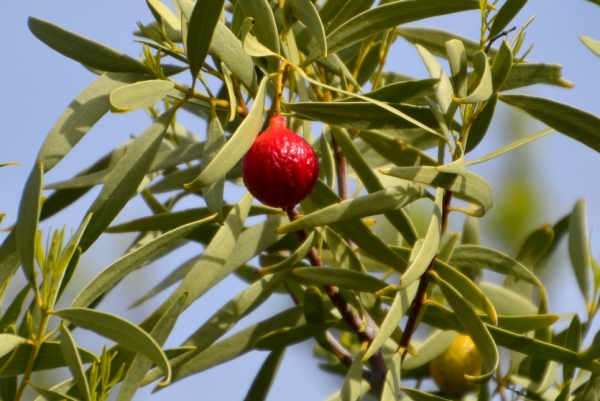 Zdjęcie z Australii - Owoce quandong