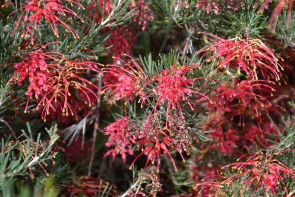Zdjęcie z Australii - Flora