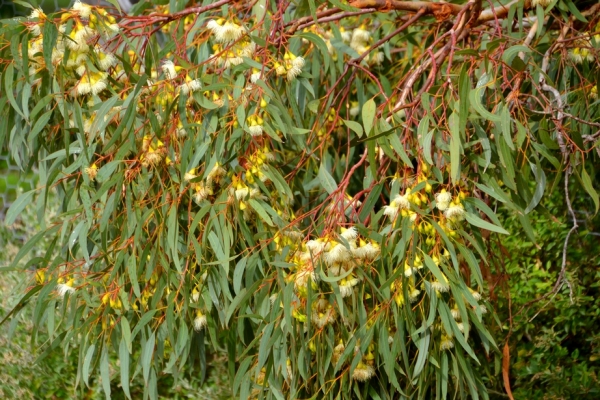 Zdjęcie z Australii - Wchodzimy na teren Rezerwatu Hallett Cove Conservation Park