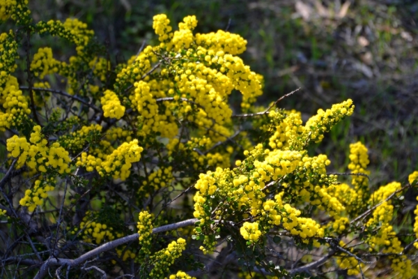 Zdjęcie z Australii - Flora