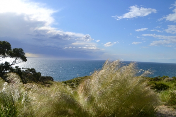 Zdjecie - Australia - Rezerwaty nadmorskie Hallett i Lucrecja Reserve