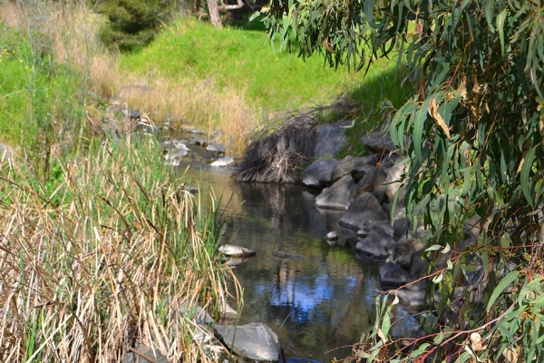 Zdjęcie z Australii - Strumien Field River, ktory jako jeden z niewielu