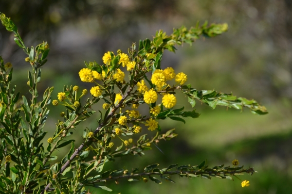 Zdjęcie z Australii - Kwitnie kangurza akacja - Acacia paradoxa