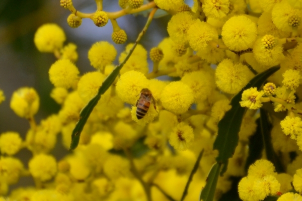 Zdjęcie z Australii - Fauna i flora