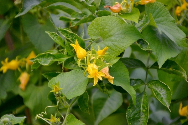 Zdjęcie z Polski - Flora