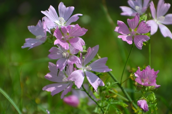 Zdjęcie z Polski - Flora