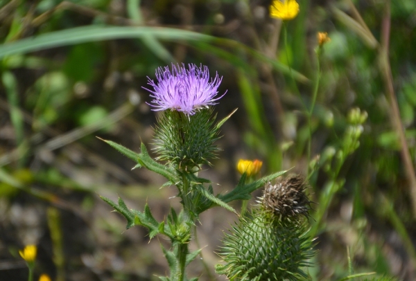 Zdjęcie z Polski - Flora