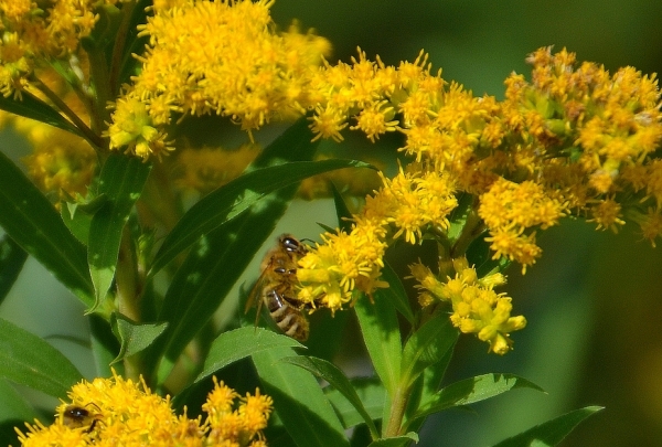 Zdjęcie z Polski - A tu fauna i flora :)