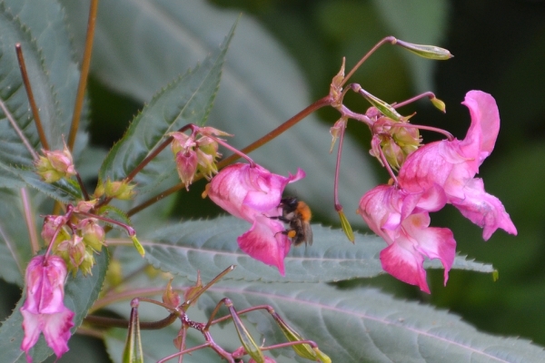 Zdjęcie z Polski - Znowu fauna i flora